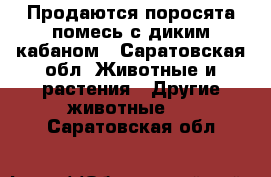 Продаются поросята помесь с диким кабаном - Саратовская обл. Животные и растения » Другие животные   . Саратовская обл.